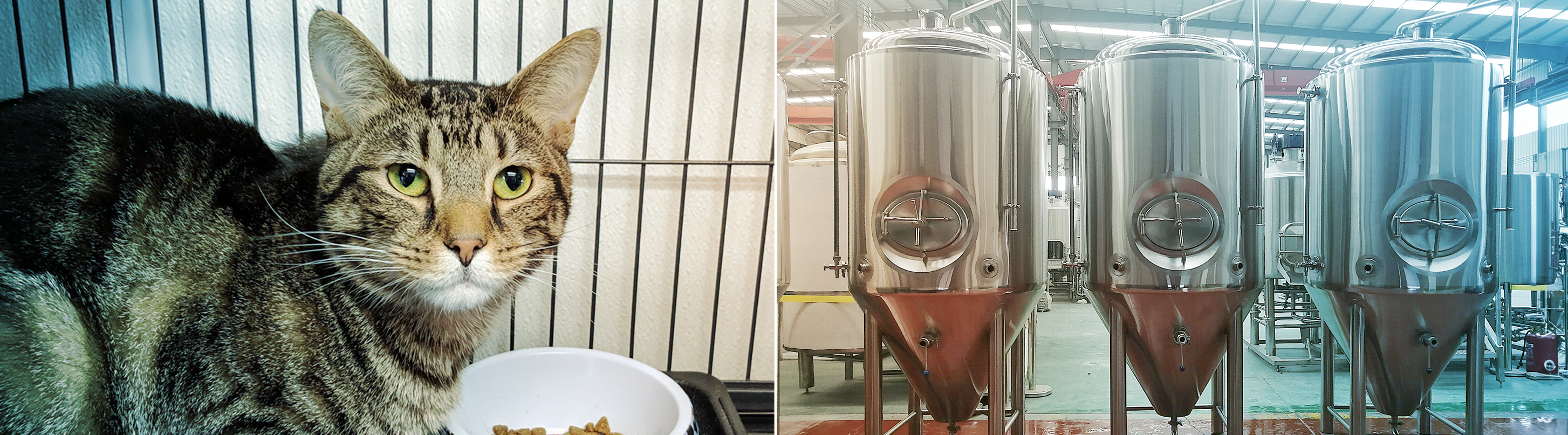 An image of a cat with a bowl of food and a second image of 3 fermentation tanks